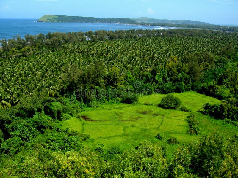 Foresta e linea costiera tropicali. Vista aerea della giungla o della foresta verde tropicale con la priorità bassa blu della linea costiera e del mare.
