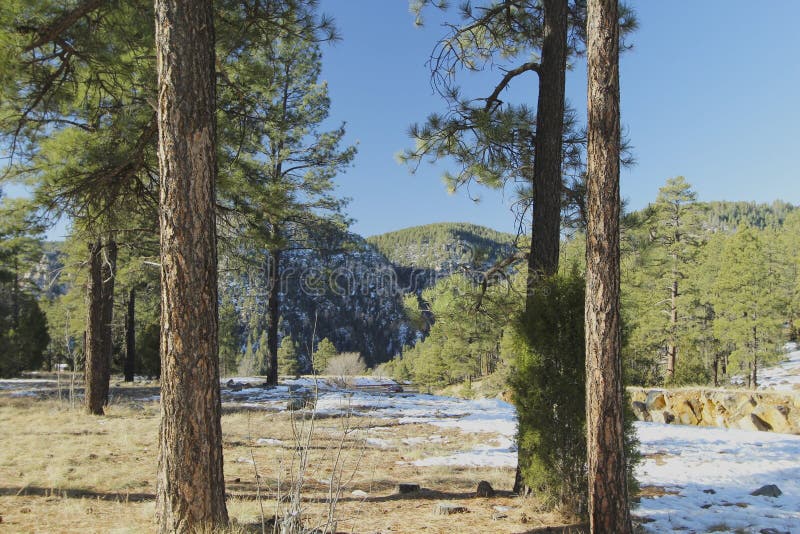 Foresta e neve dell'Arizona dell'albero per bandiera fotografie stock libere da diritti Foresta e neve dell'Arizona dell'albero per bandiera fotografie stock libere da diritti