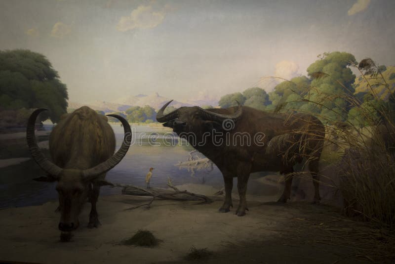 Foresta ed animali africani fotografie stock libere da diritti Foresta ed animali africani fotografie stock libere da diritti