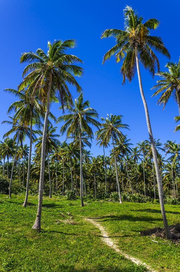 Foresta esotica delle palme sull'isola tropicale fotografie stock libere da diritti Foresta esotica delle palme sull'isola tropicale fotografie stock libere da diritti