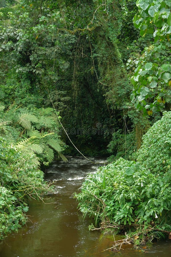 Foresta impenetrabile di Bwindi nell'Uganda fotografia stock Foresta impenetrabile di Bwindi nell'Uganda fotografia stock