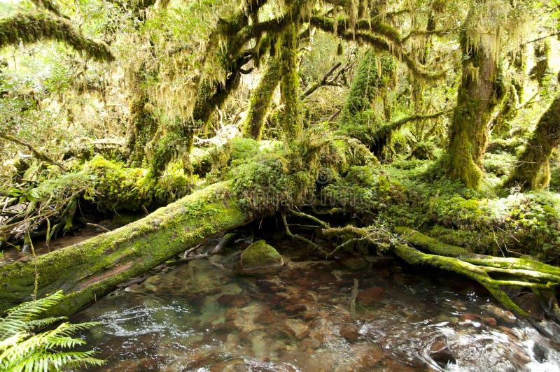 Foresta incantata - parco nazionale di Queulat - il Cile immagine stock Foresta incantata - parco nazionale di Queulat - il Cile immagine stock