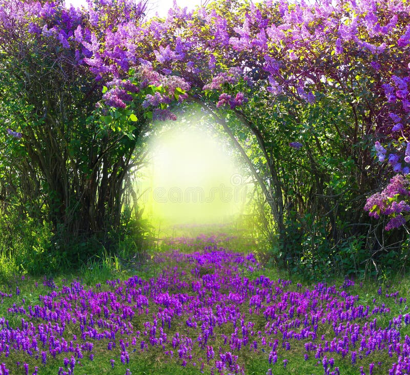 Foresta magica della molla fotografia stock