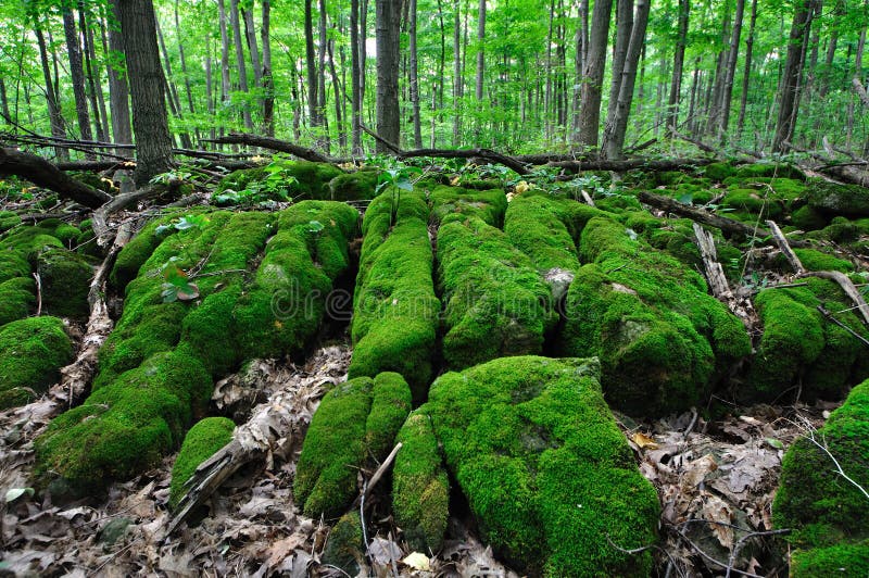Muschio Di Sfagno Cileno 500g - Per Terrari E Orchidee, Substrato Naturale - Foto 9