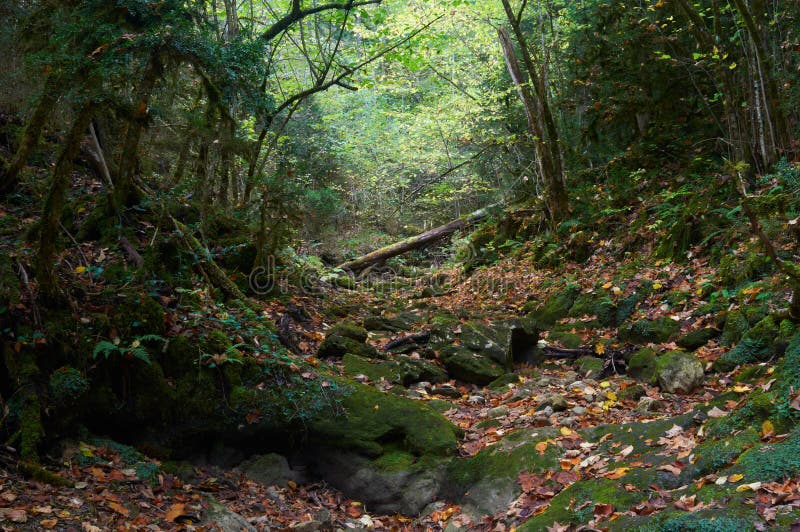 Halloween autumn mossy forest. Halloween autumn mossy forest.