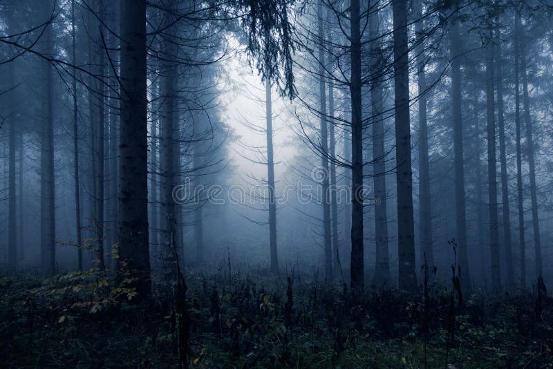 Foresta nebbiosa blu scuro dell'albero della conifera fotografia stock libera da diritti