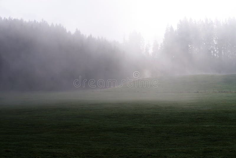 Foresta nebbiosa con una mattina nebbiosa fotografie stock