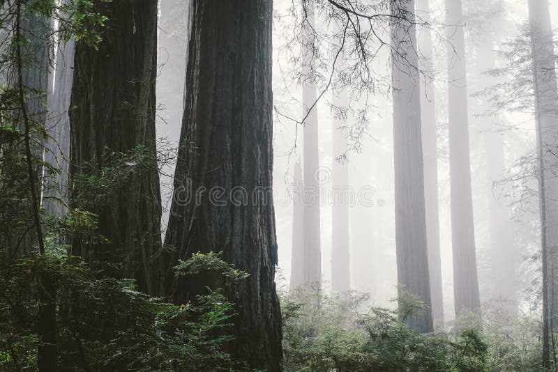 Foresta nebbiosa del Redwood immagini stock Foresta nebbiosa del Redwood immagini stock