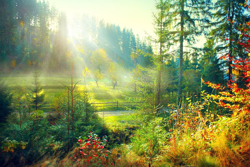 Foresta nebbiosa e prato di bella mattina vecchia in campagna immagine stock Foresta nebbiosa e prato di bella mattina vecchia in campagna immagine stock