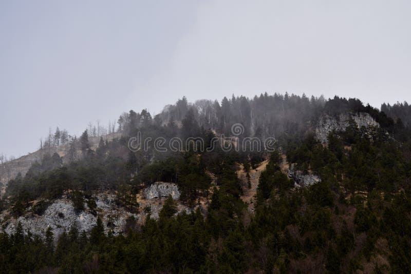 Foresta nebbiosa fotografia stock libera da diritti Foresta nebbiosa fotografia stock libera da diritti