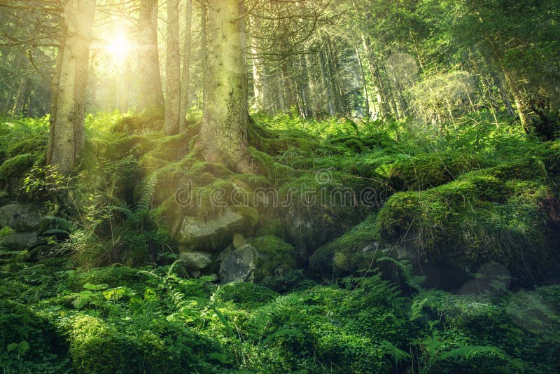 Forest in The High Tauern National Park, Austria. Forest in The High Tauern National Park, Austria