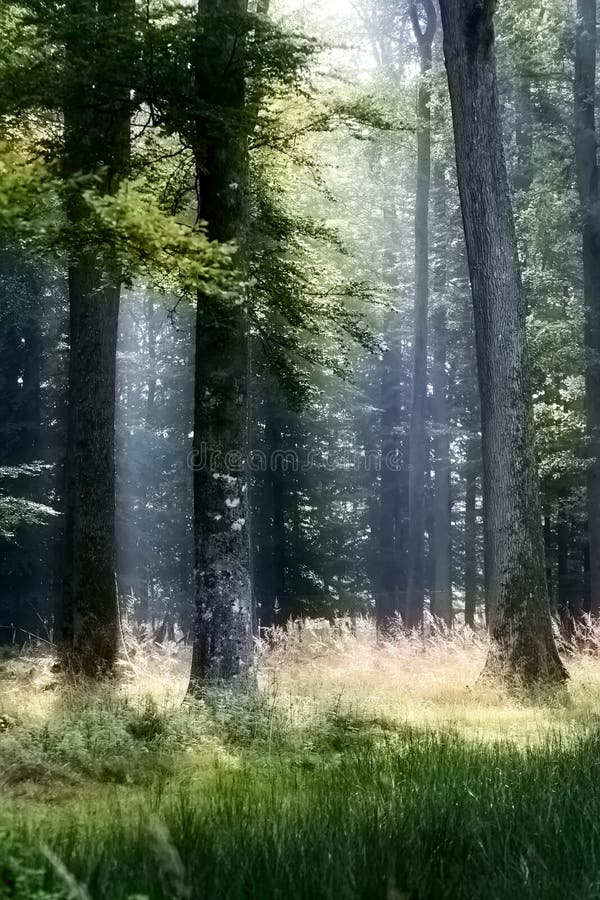 Foresta nera immagini stock libere da diritti