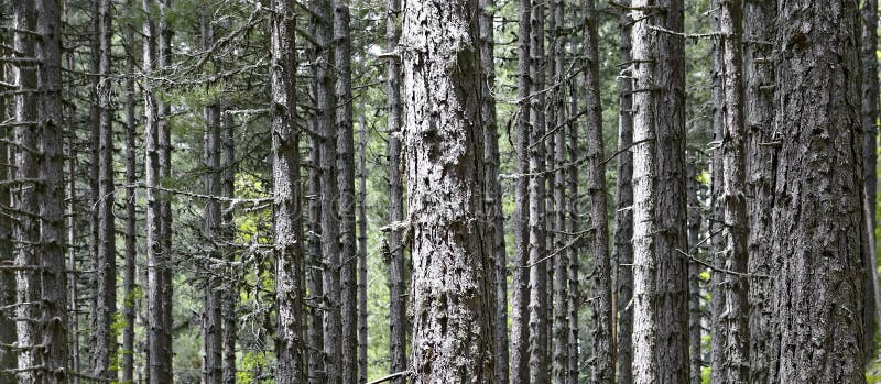 Foresta pini di molto su e straordinario paralleli dei larici fotografie stock Foresta pini di molto su e straordinario paralleli dei larici fotografie stock