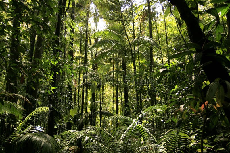 Risultati immagini per foresta pluviale