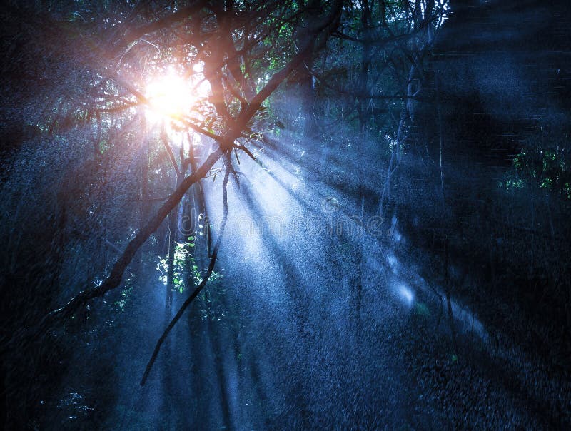 Foresta pluviale di mistero fotografia stock Foresta pluviale di mistero fotografia stock