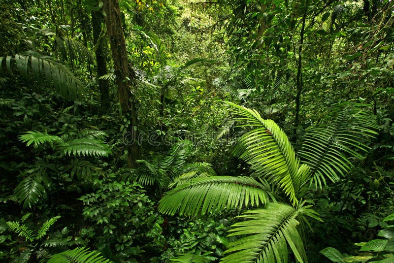 Foresta pluviale tropicale densa fotografia stock libera da diritti