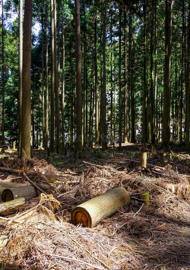 Foresta profonda in Yoshino, Giappone fotografia stock libera da diritti Foresta profonda in Yoshino, Giappone fotografia stock libera da diritti