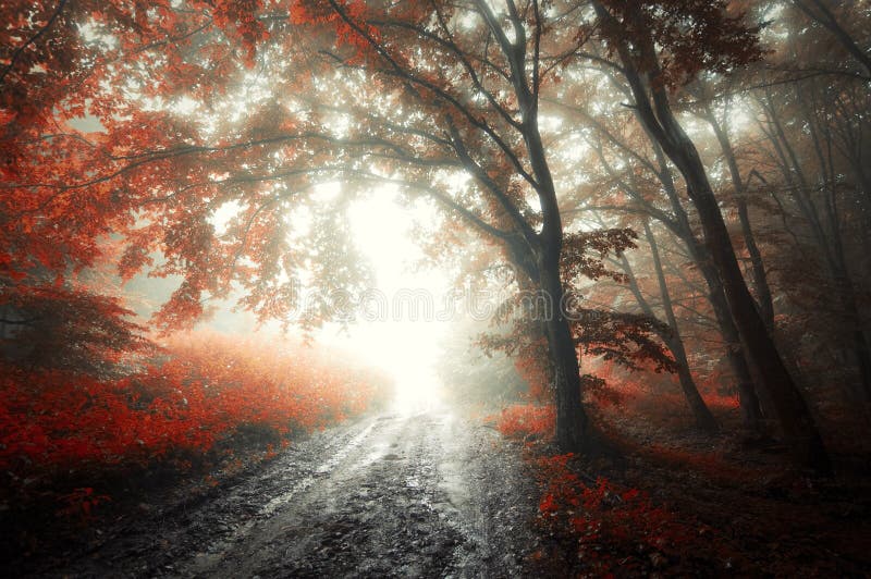 Trees with red leaves in a forest with fog in autumn. Trees with red leaves in a forest with fog in autumn