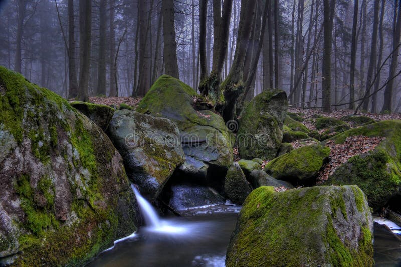 Foresta scura fotografia stock libera da diritti Foresta scura fotografia stock libera da diritti