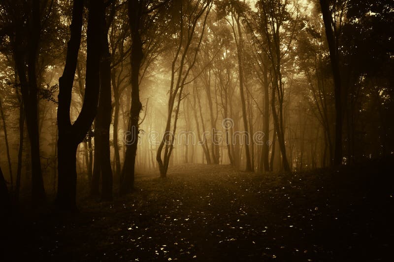 Dark orange forest with fog at sunset. Dark orange forest with fog at sunset