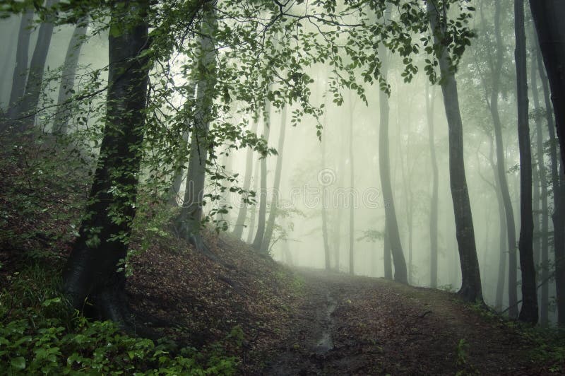 Foresta scura misteriosa con nebbia verde sinistra