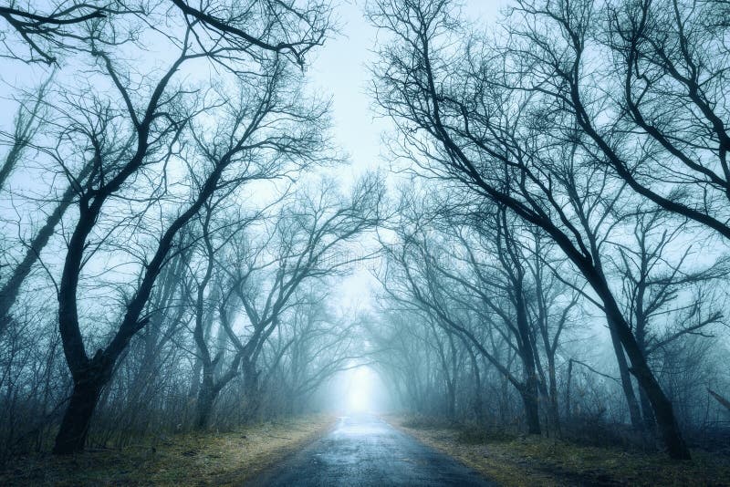 Foresta scura misteriosa di autunno in nebbia verde con la strada, alberi fotografia stock libera da diritti Foresta scura misteriosa di autunno in nebbia verde con la strada, alberi fotografia stock libera da diritti