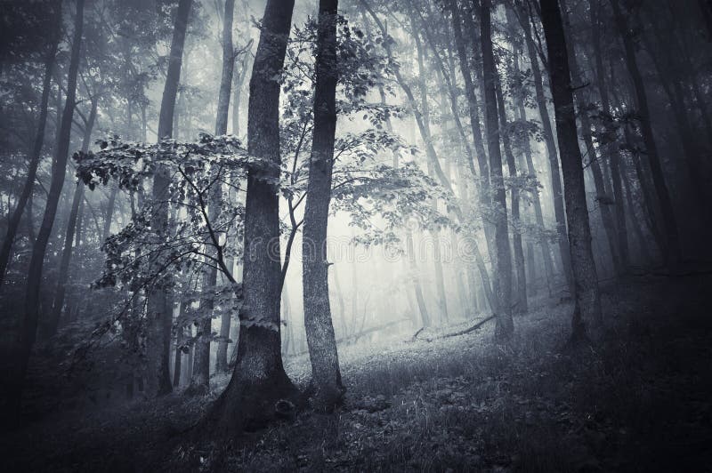 Foresta sinistra scura con nebbia in autunno tardo