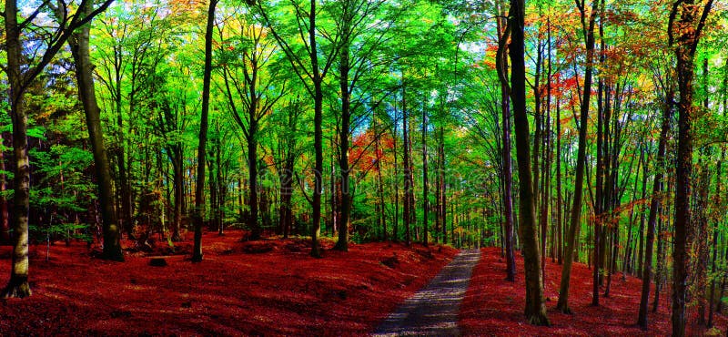 Foresta/terreno boscoso degli alberi di faggio con la strada della ghiaia a luce del giorno di pomeriggio di autunno fotografia stock Foresta/terreno boscoso degli alberi di faggio con la strada della ghiaia a luce del giorno di pomeriggio di autunno fotografia stock