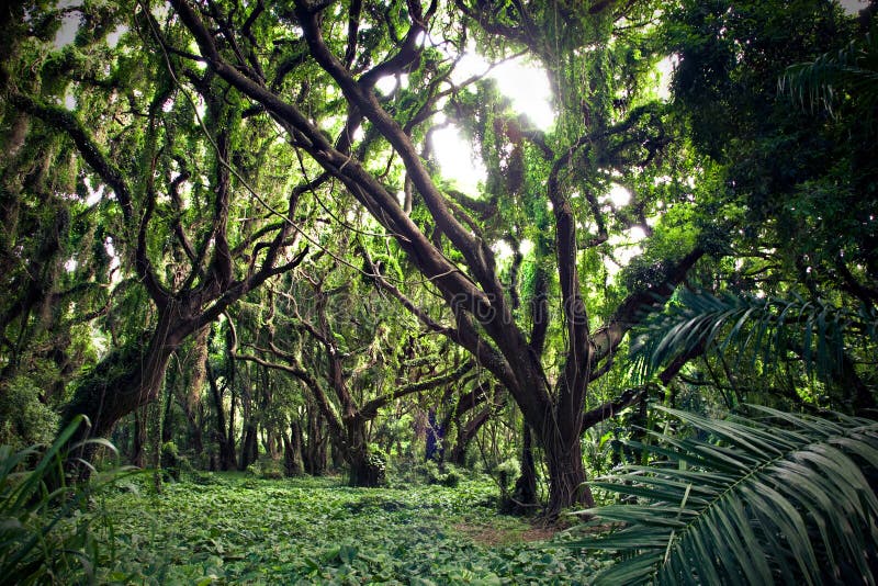 Overgrown trees in a Tropical forest in Hawaii. Overgrown trees in a Tropical forest in Hawaii