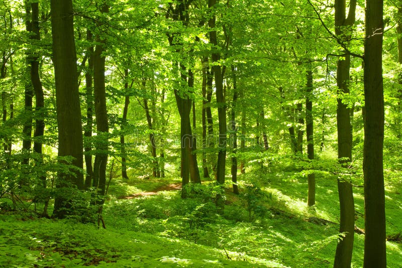 Foresta verde fotografia stock