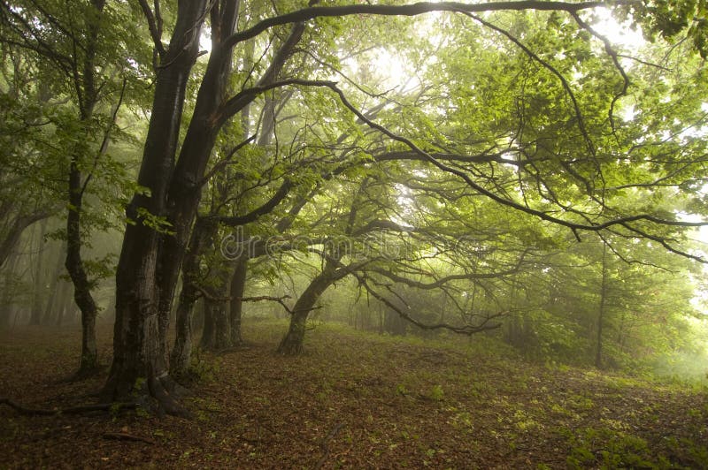 Foresta verde con nebbia di estate con gli alberi sinistri
