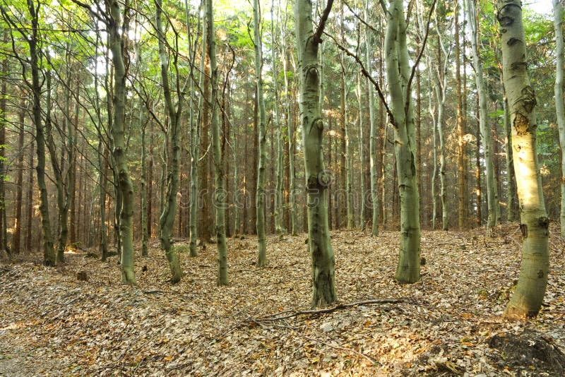 Foresta verde dell'albero di faggio immagine stock libera da diritti Foresta verde dell'albero di faggio immagine stock libera da diritti