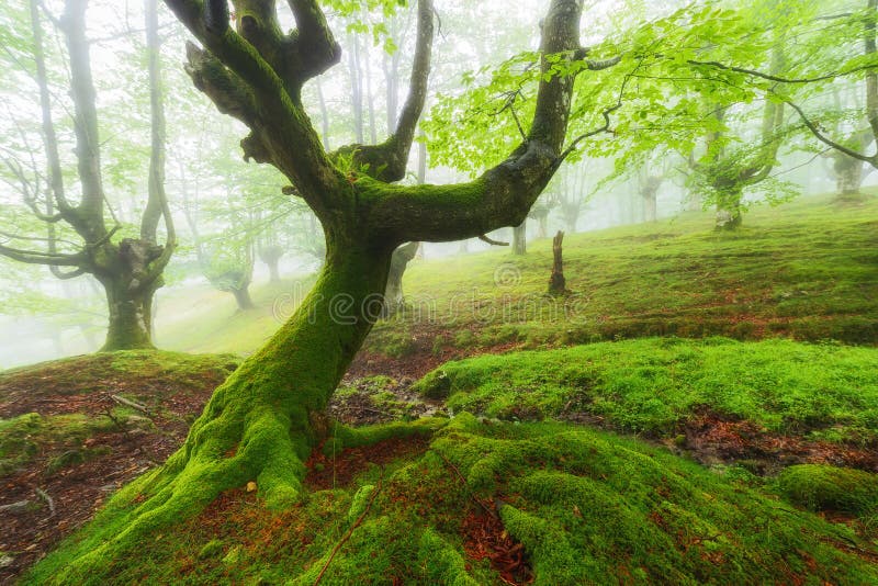 Foresta verde, fiaba fotografia stock libera da diritti Foresta verde, fiaba fotografia stock libera da diritti