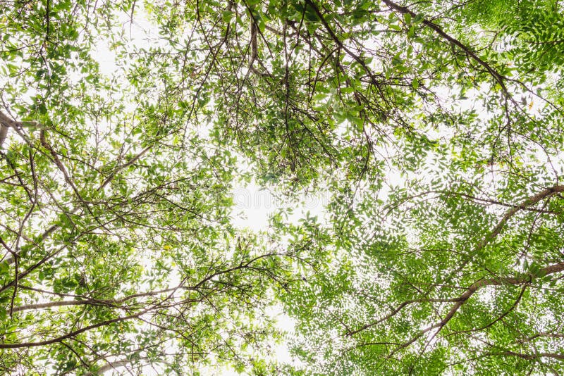 Foresta verde fresca e luce solare attraverso l'albero verde - angolo basso V fotografia stock Foresta verde fresca e luce solare attraverso l'albero verde - angolo basso V fotografia stock