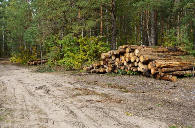 Foreste abbattute vicine alla strada sullo sfondo di una foresta in crescita fotografie stock libere da diritti