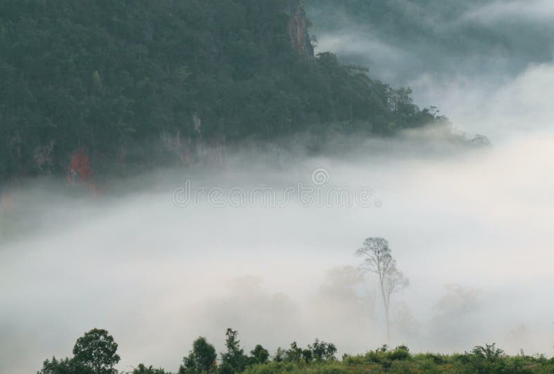 Foreste della montagna che coprono di nebbia di menzogne bassa nel primo mattino immagini stock Foreste della montagna che coprono di nebbia di menzogne bassa nel primo mattino immagini stock