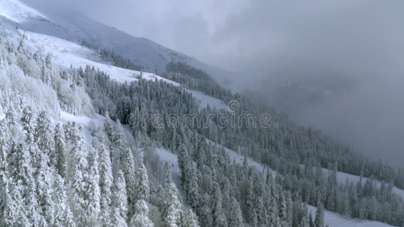 Foreste di pino di conifere ricoperte di formicolio e di neve nella montagna invernale di drone