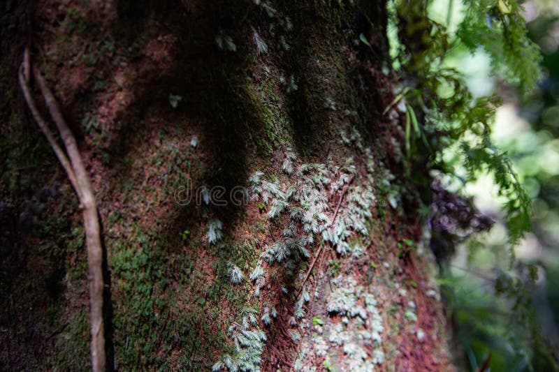 Foreste verdi e boschi coperti di muschio e di vite piccole immagine stock libera da diritti