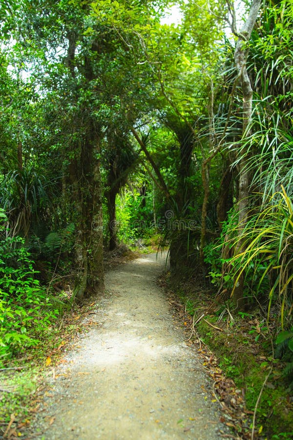 Foreste verdi e boschi coperti di muschio e di vite piccole fotografie stock libere da diritti