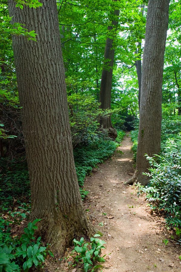 Forested bana till och med det Barnes museet Philadelphia, Pennsylvania royaltyfria foton Forested bana till och med det Barnes museet Philadelphia, Pennsylvania royaltyfria foton