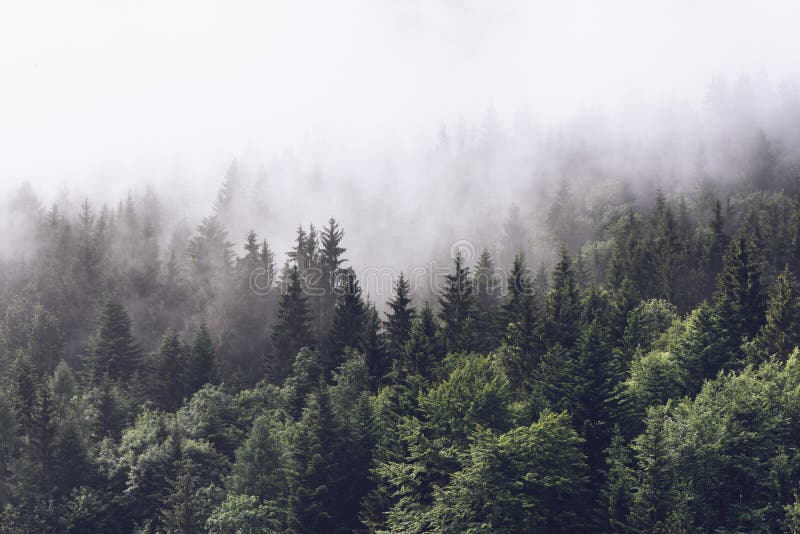 Forested mountain slope in low lying cloud