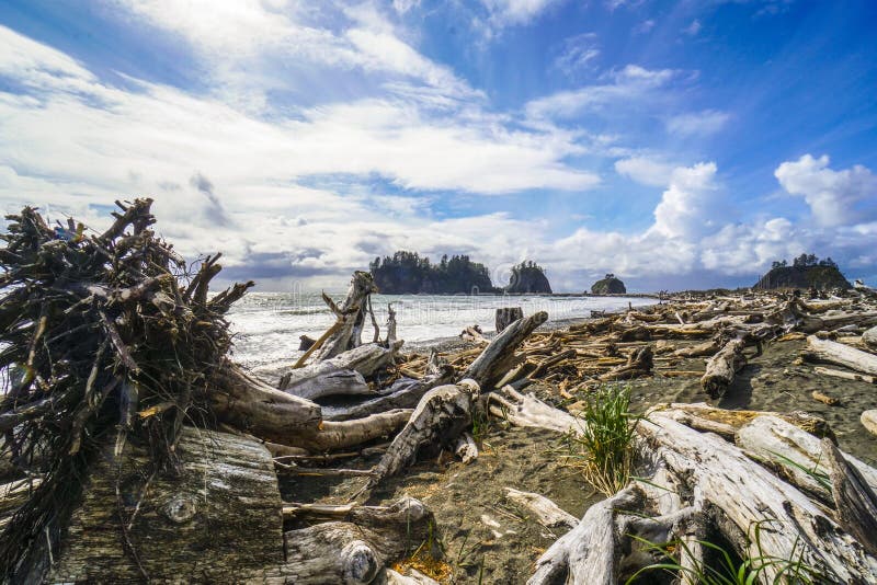 The Forested Trail on La Push Beach FORKS WASHINGTON Stock Image