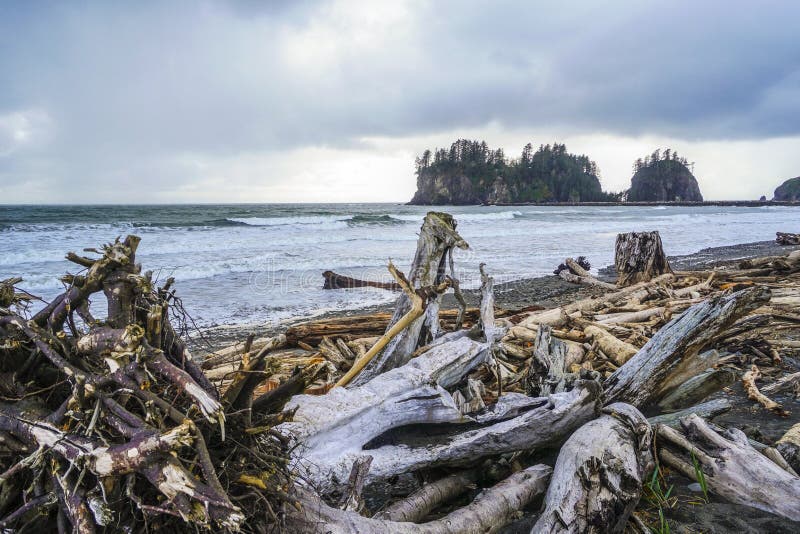 The Forested Trail on La Push Beach FORKS WASHINGTON Stock Photo Image of nature, calawah