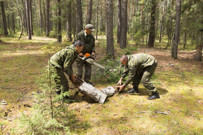 Cleaning the forest stock photo. Image of chainsaw, disaster 121545004
