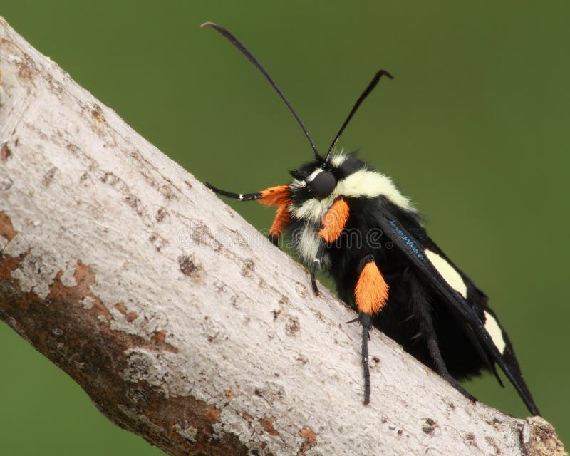 Very few moths can compare with the beautiful day-flying Eight Spotted Forester. They are relatively small with only a 1 1/2 inch wingspan, but what they lack in size they more than make up for in eye appeal. Very few moths can compare with the beautiful day-flying Eight Spotted Forester. They are relatively small with only a 1 1/2 inch wingspan, but what they lack in size they more than make up for in eye appeal.