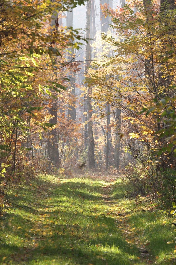 Forestry road in autumn