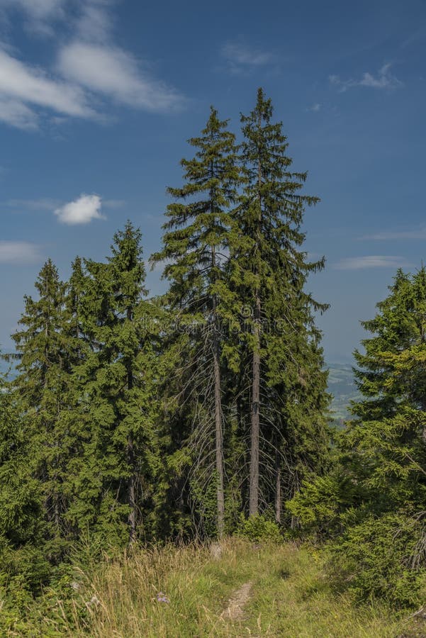 Forests under Velky Choc hill in north Slovakia in summer