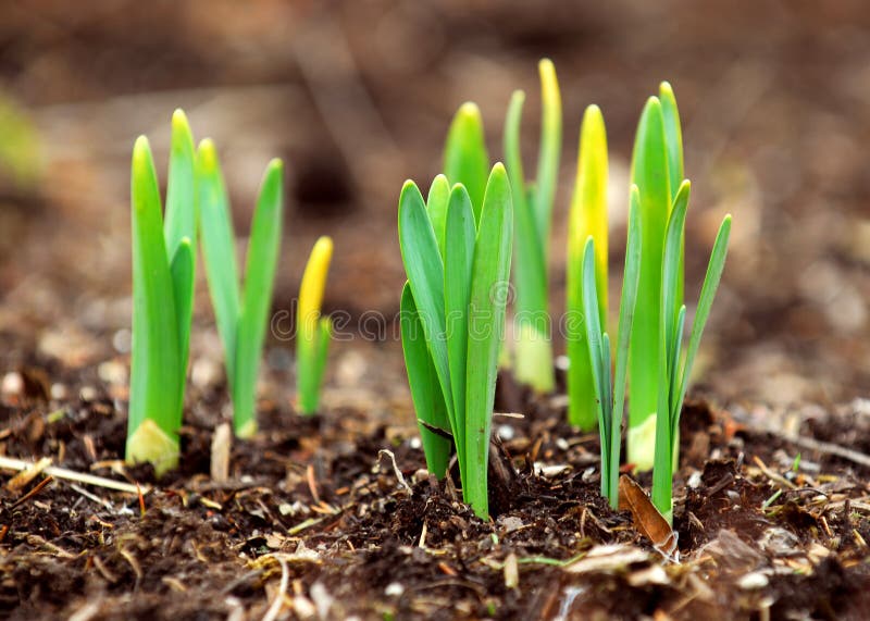 Shoots of spring flowers daffodils in early spring garden. Shoots of spring flowers daffodils in early spring garden