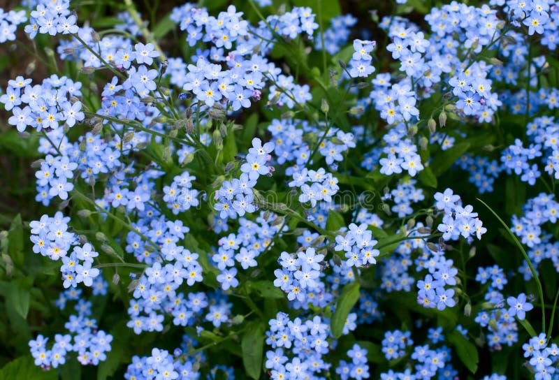 Forget-me-not royalty free stock photo