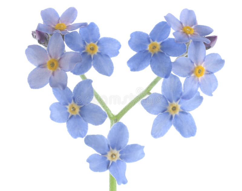 1 710 Forget Me Not Isolated Photos Free Royalty Free Stock Photos From Dreamstime